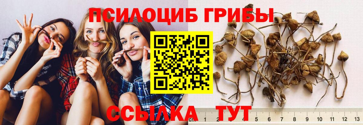 Псилоцибиновые грибы Psilocybe Саранск